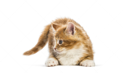 白色背景,缅因库恩猫,小猫,星期,前面,数字8,过时的,可爱的,动物主题,背景分离
