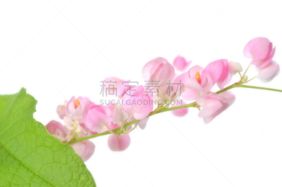 攀缘植物,蓝花藤,有蔓植物,水平画幅,绿色,无人,泰国,卷须,中间部分,白色