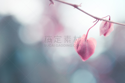 时尚,背景,珊瑚,有蔓植物,运动模糊,自然,美,蓝花藤,水平画幅,无人