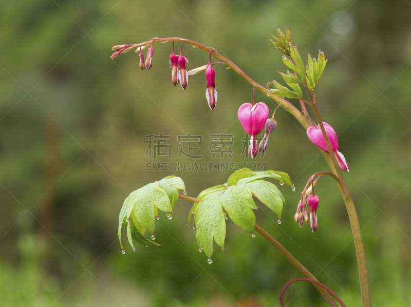 荷包牡丹,花蕾,雨,平衡,三角梅,水,水平画幅,形状,无人,户外