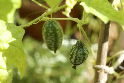 拇指西瓜,水果,黄瓜,有蔓植物,充满的,酸黄瓜,酸味,栽培植物,接力赛