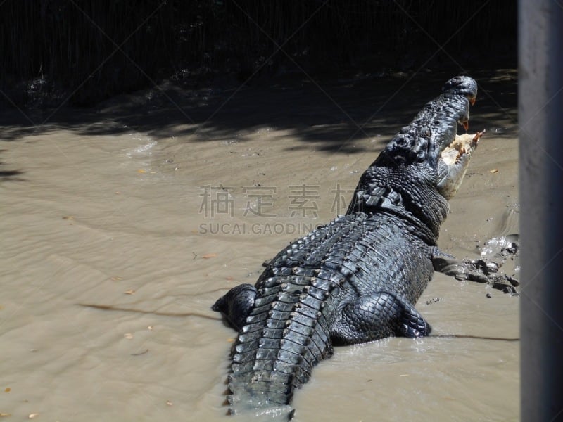 澳大利亚海水鳄,阿得莱德河,北领地州,自然,野生动物,动物嘴,水平画幅,户外,爬行纲,2015年