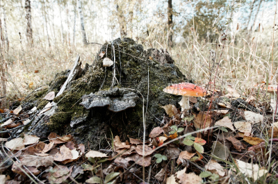 Fly agaric
