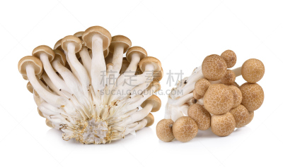 褐色,食用菌,白色背景,分离着色,山毛榉树,姬菇,自然,蔬菜,清新,食品
