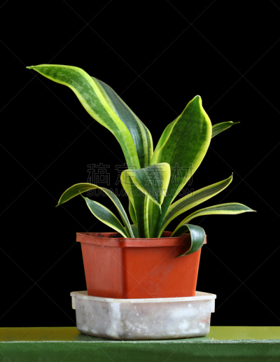 虎尾兰,自然,垂直画幅,绿色,无人,室内植物,黑色背景,植物,常绿树,多年生植物