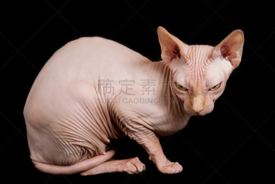 猫,斯芬克斯,水平画幅,可爱的,嬉戏的,猫科动物,斜眼看,史芬克斯无毛猫,动物无毛的表皮,哺乳纲