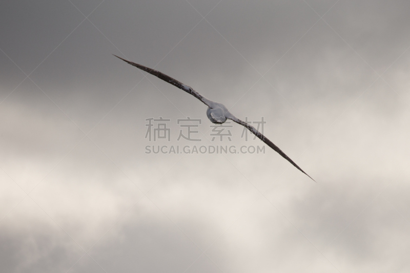 漂泊信天翁,普里昂岛,南乔治亚岛,水,天空,美,气候,水平画幅,雪,无人