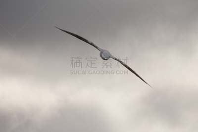 漂泊信天翁,普里昂岛,南乔治亚岛,水,天空,美,气候,水平画幅,雪,无人
