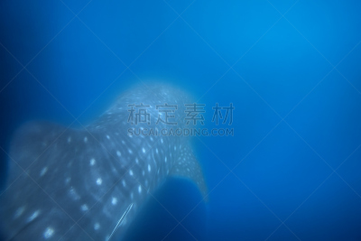 鲸鲨,黎牙实比市,浮游生物,亚洲,自然,濒危物种,旅途,野生动物,图像,海洋