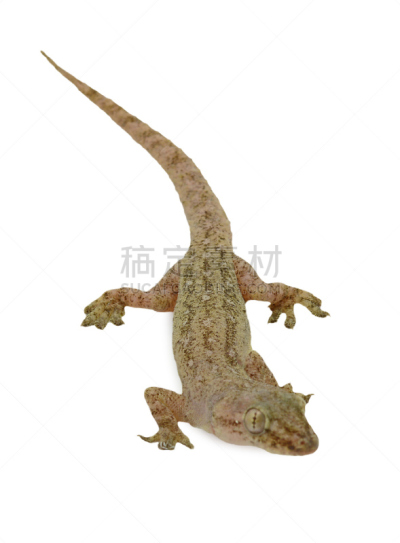 白色背景,房屋,蜥蜴,分离着色,蝎虎,壁虎,原始主义,自然,垂直画幅,褐色