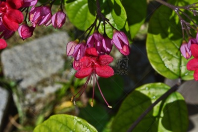宏伟,藤架,红心鸡鸠,马鞭草科,圣卡塔琳娜,自然,美,水平画幅,绿色,无人
