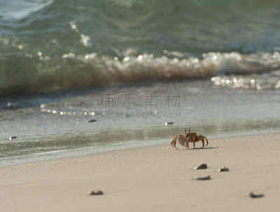 鬼蟹,海滩,红海,水,水平画幅,沙子,埃及,动物身体部位,野外动物,特写