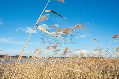 潘帕斯大草原,天空,vulpia grass,一捆小麦,麦穗,芽草之类,大麦,留白,风,里山