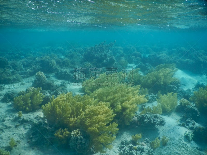 礁石,珊瑚海,从在水肺潜水的角度拍摄,硬珊瑚,水资源保护,海底,水肺潜水,野生动物保护,水,平视角