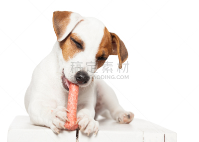 小狗,动物骨,可爱的,纯种犬,梗犬,背景分离,食品,不,嘴唇,狗