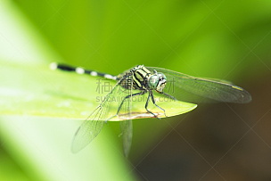 昆虫,自然,蜻蜓,动物,大特写,美,水平画幅,夏天,户外,特写