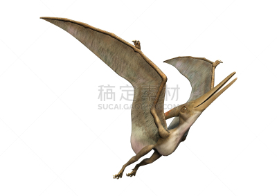白色,三维图形,无齿翼龙,水平画幅,无人,绘画插图,鸟类,巨大的,科学,喙