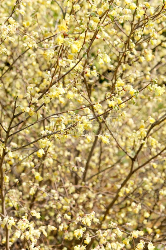 蜡瓣花,北美金缕梅,香枫树,榛子树,硫磺,毛莨科,雄蕊,仅一朵花,垂直画幅,芳香的