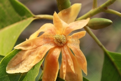 玉兰类,白兰花,黄色,橙子,手,季节,夏天,春天,明亮,芳香的