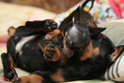 小狗,toy terrier,水平画幅,爪子,两只动物,动物身体部位,户外,友谊,毯子,杜宾犬