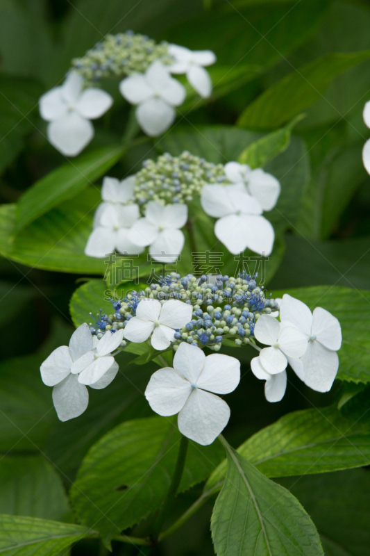 八仙花属,雨季,自然,垂直画幅,美,六月,无人,五月,蓝色,日本