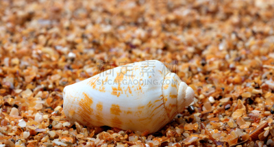 沙子,贝壳,法式蜗牛,松果,水,褐色,水平画幅,软体动物,纪念品,湿