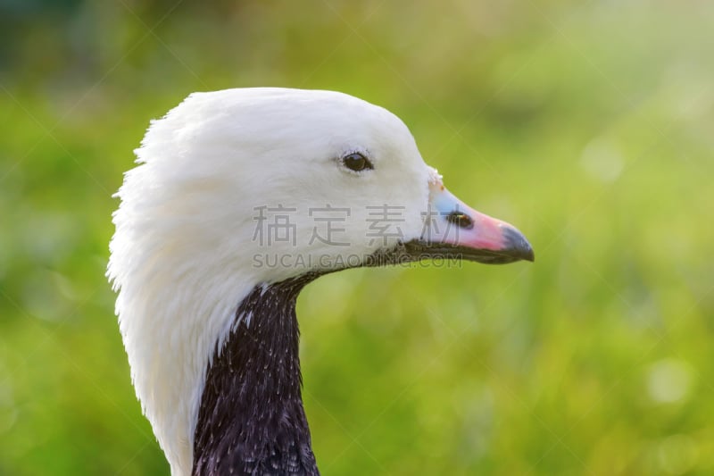 肖像,王雁,特写,野生动物,灰色,草,动物,鸟类,丘陵鹅,户外