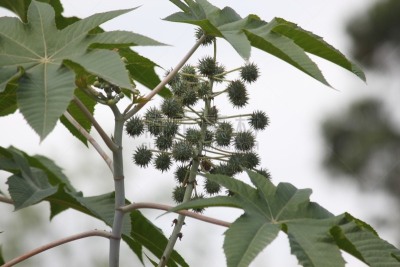 蓖麻,自然,水平画幅,蓖麻油,无人,有毒生物体,健康保健,巴西,蔬菜叶,摄影