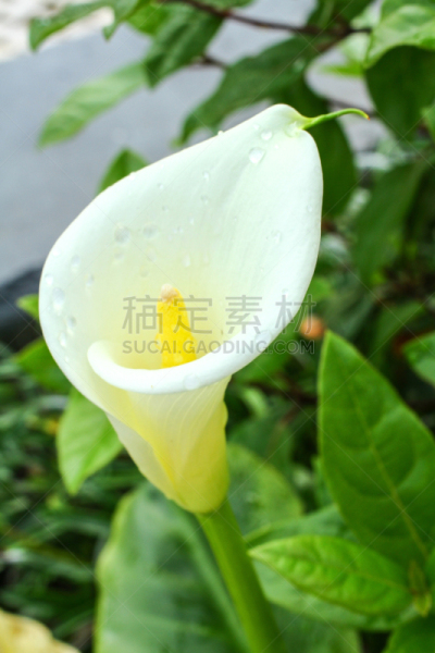 自然,垂直画幅,无人,绿女神,未成熟的,天南星科,百合花,白色,花烛属,植物
