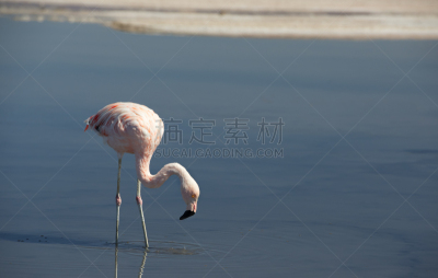 智利火烈鸟,安第斯红鹳,阿塔卡马沙漠,盐湖,水,公园,水平画幅,鸟类,野外动物,户外