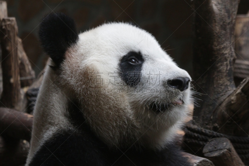 大熊猫,中国,圆形,熊猫,成都,人的脸部,特写,小熊,幼兽,竹