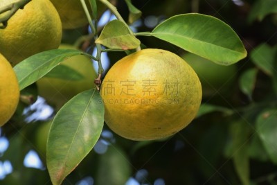 柑橘属,酸,水平画幅,桔树,彩色背景,植物,橙汁,维生素c,清新,果皮