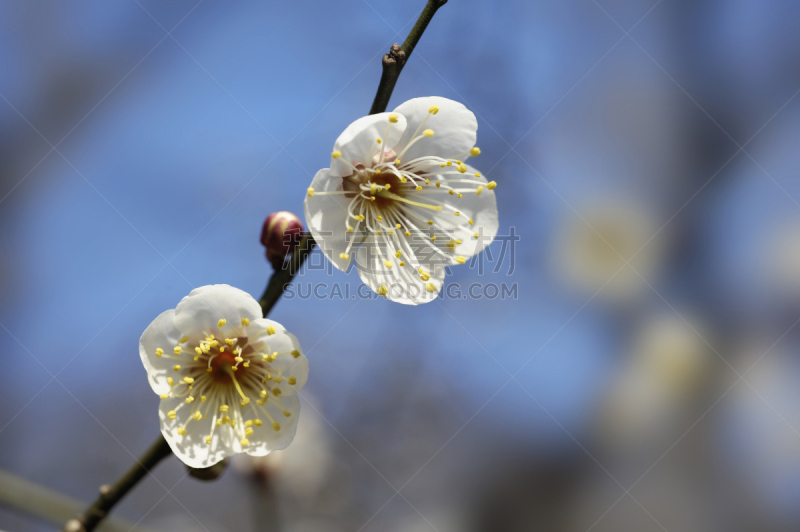 梅花,白色,小金井市,水平画幅,佛,无人,亚洲,东京,日本,关东地区