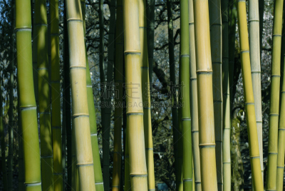 笋,金竹,巨竹,竹林,横截面,韧性,食品,顶部,植物