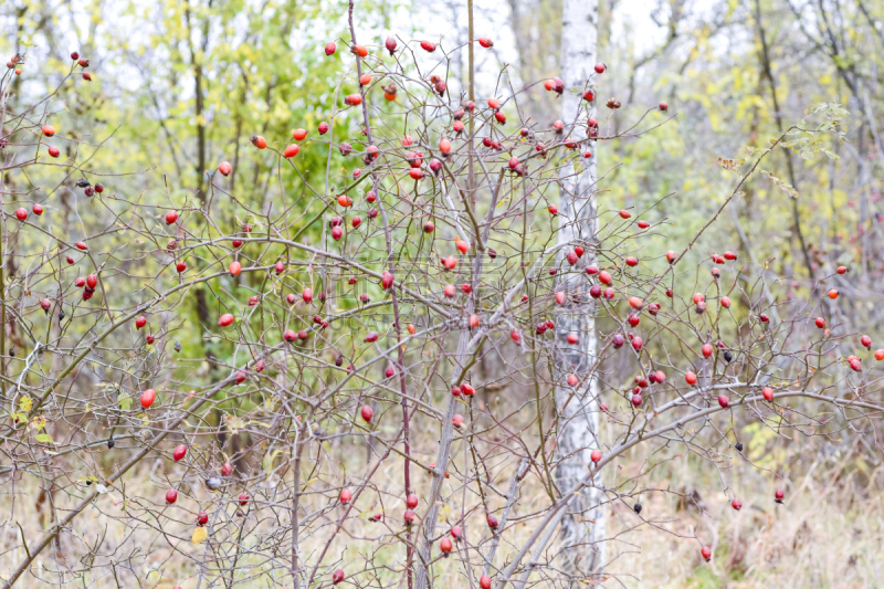 Hips bush with ripe berries. Berries of a dogrose on a bush. Fruits of wild roses. Thorny dogrose. Red rose hips.