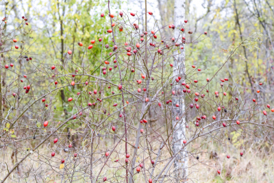 Hips bush with ripe berries. Berries of a dogrose on a bush. Fruits of wild roses. Thorny dogrose. Red rose hips.