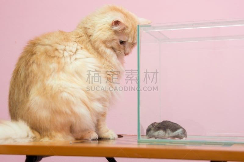 仓鼠,野生猫科动物,看,水族馆,侧面视角,水平画幅,无人,动物,准噶尔,啮齿目