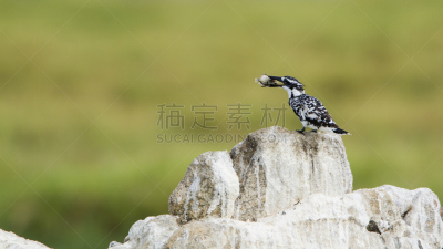杂色翠鸟,斯里兰卡,水平画幅,无人,鸟类,野外动物,户外,水禽,淡水鸟,自然