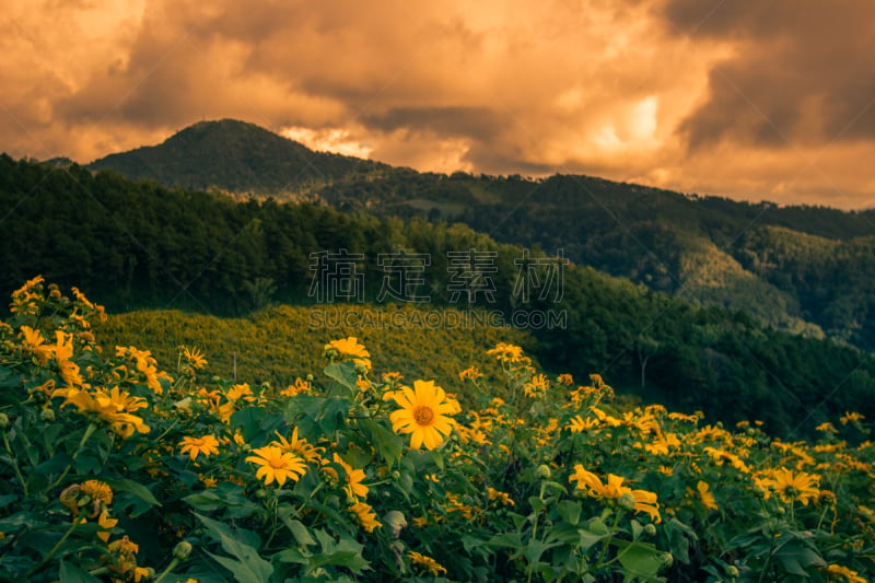 山,泰国,十二月,夜丰颂省,十一月,北,墨西哥向日葵,居住区,铀,花