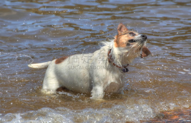 湿,狗,whitstable,英吉利海峡,湿透,肯特,杰克拉瑟短腿犬,骄纵宠物,水,褐色