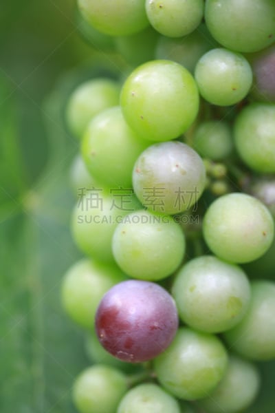 绿色,葡萄,一个物体,紫色,夏布利葡萄酒,灰比诺酒,普罗赛柯起泡酒,夏敦埃葡萄,莫尔乐葡萄,瓶塞钻