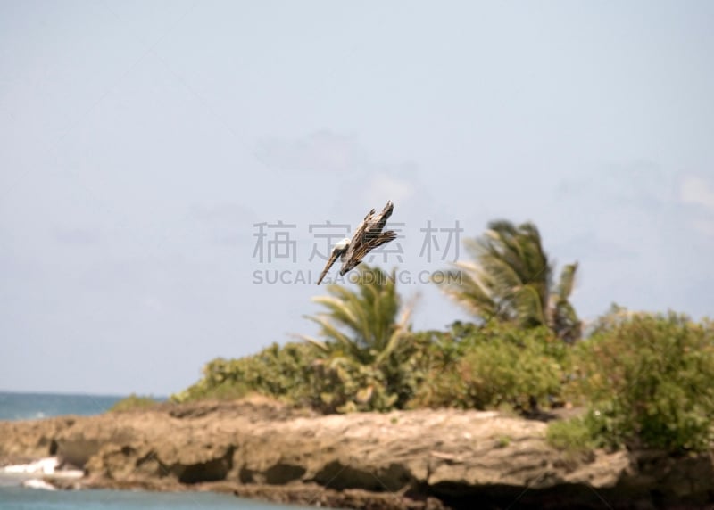 棕色鹈鹕,褐色,鹈鹕,野生动物,水平画幅,2015年,鸟类,蹼足,动物身体部位,摄影