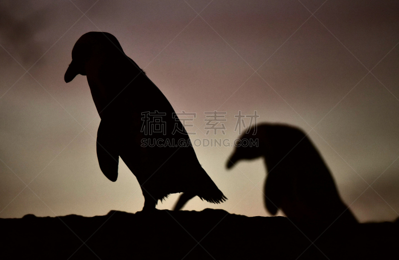 麦哲伦海峡企鹅,非洲企鹅,曙暮光,西蒙斯敦,洪堡企鹅,企鹅,水,天空,公园,水平画幅