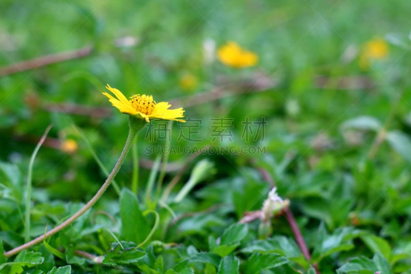 草地,雏菊,仅一朵花,野生植物,茼蒿菊,自然,水平画幅,无人,夏天,户外