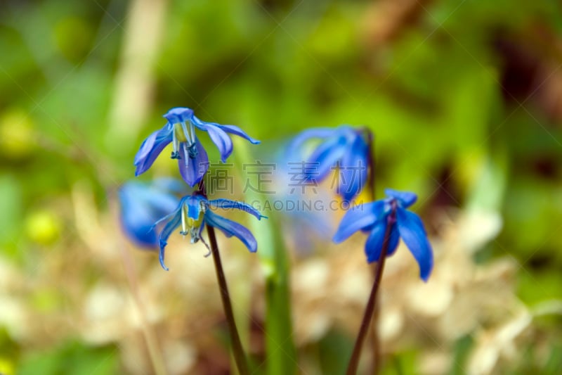 风铃草属,选择对焦,温带的花,水平画幅,无人,夏天,户外,特写,仅一朵花,前景聚焦