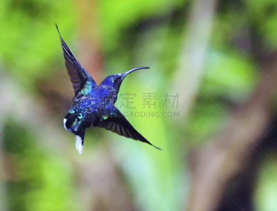 紫刀翅蜂鸟,哥斯达黎加,水平画幅,无人,鸟类,翎毛,摄影