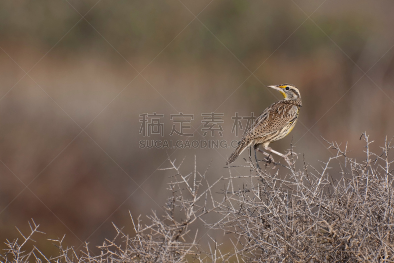 西部草地鹨,因皮里尔滩,草地鹨,百灵鸟,自然,野生动物,水平画幅,无人,鸟类,野外动物