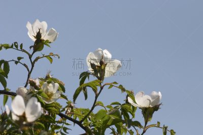 蔷薇果,成一排,夏天,玫瑰,三个物体,默顿地区,萨里市,自然,公园,有蔓植物