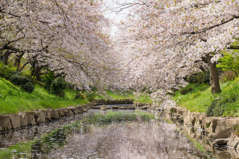 樱花,荒川河,过去,,水,天空,美,草原,水平画幅,户外