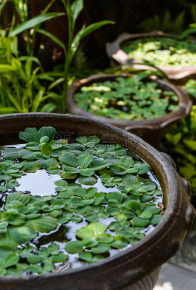 浮萍,植物,垂直画幅,水,无人,古老的,户外,容器,热带气候,水生动植物